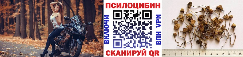где купить наркоту  сайты даркнета как зайти  Псилоцибиновые грибы ЛСД  Багратионовск  OMG ссылка 